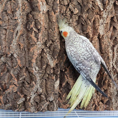 4 Pack Cork Bark Perch for Bird, 11.8 _ 7.9 inch Natural Parrot Chewing Toys, Birdcage Background Decor Accessories, Bark Toy for Budgie Parakeet Cockatiel Lovebirds Conures Hamster Guinea Pig Rat