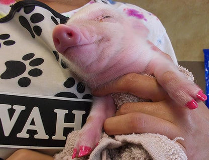 Warren London Pawdicure Dog Nail Polish Pens | Made in USA | Quick Dry, Low Odor, Non-Toxic Dog Accessories | Ideal for Dog Birthday, Dog Costume | 13 Colors | Neon Orange