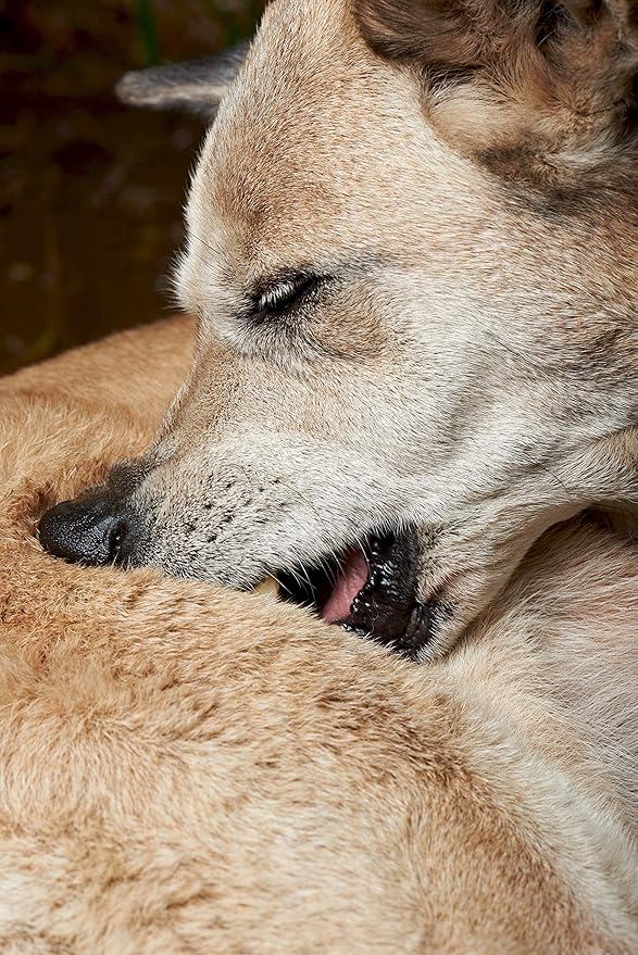 Dog Shampoo and Conditioner - Tearless Shampoo for Cleansing, Grooming, and Conditioning - Hot Spot Treatment Shampoo for Dogs and Puppies - Lavender and Neem 13.5 oz