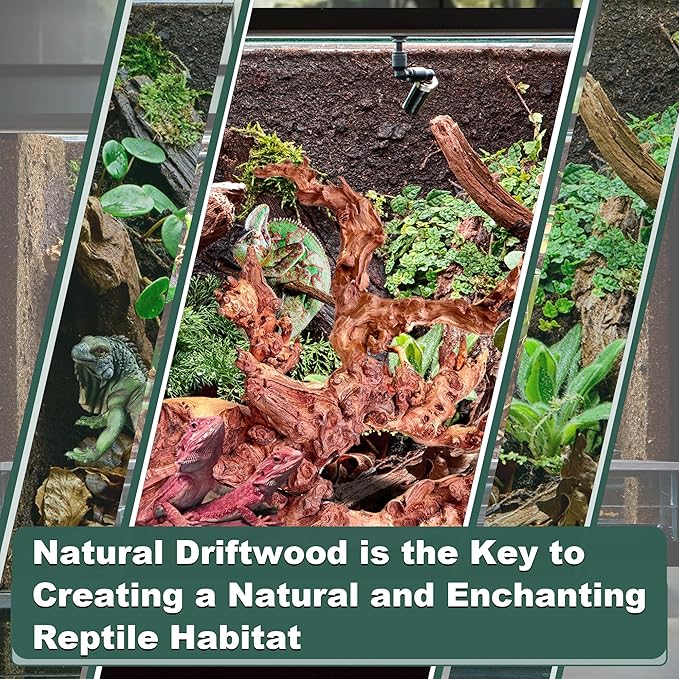 Natural Wood Coral Driftwood for Aquarium Fish Tank Decor,Assorted Driftwood Branch for Reptile Decor (Coral Driftwood Large (14 to18 Inch)-Pack of 1)