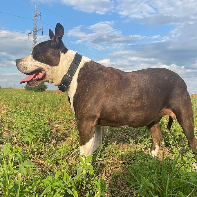 ADITYNA Heavy Duty Black Leather Dog Collar - Soft and Strong Dog Collar for Medium Dogs (Medium: Fit 13" - 20" Neck, Black)
