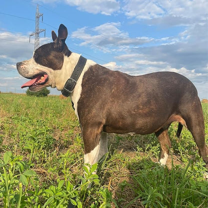 ADITYNA Heavy Duty Black Leather Dog Collar - Soft and Strong Dog Collar for Medium Dogs (Medium: Fit 13" - 20" Neck, Black)