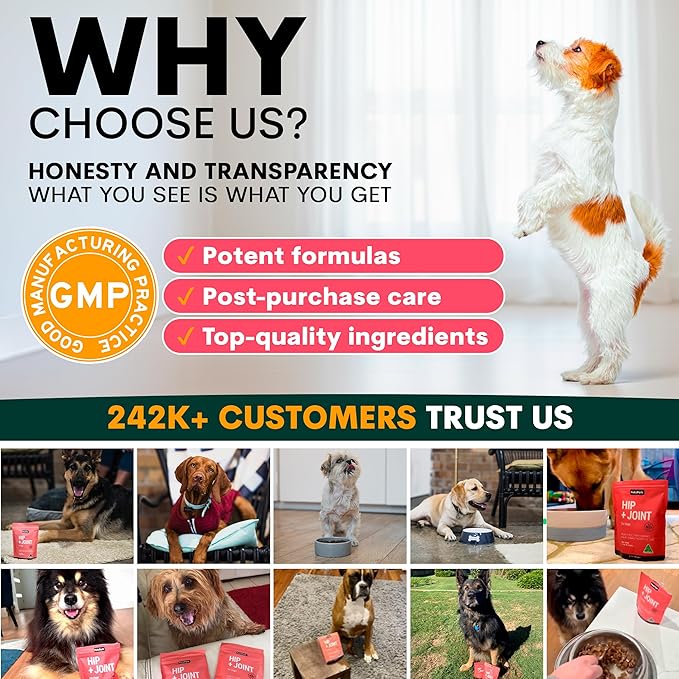 Petz Park Glucosamine for Dogs - Hip & Joint Support Powder with Chondroitin & MSM - Arthritis Pain Relief, Hip Dysplasia Treatment - 800mg Glucosamine - 45 Scoops