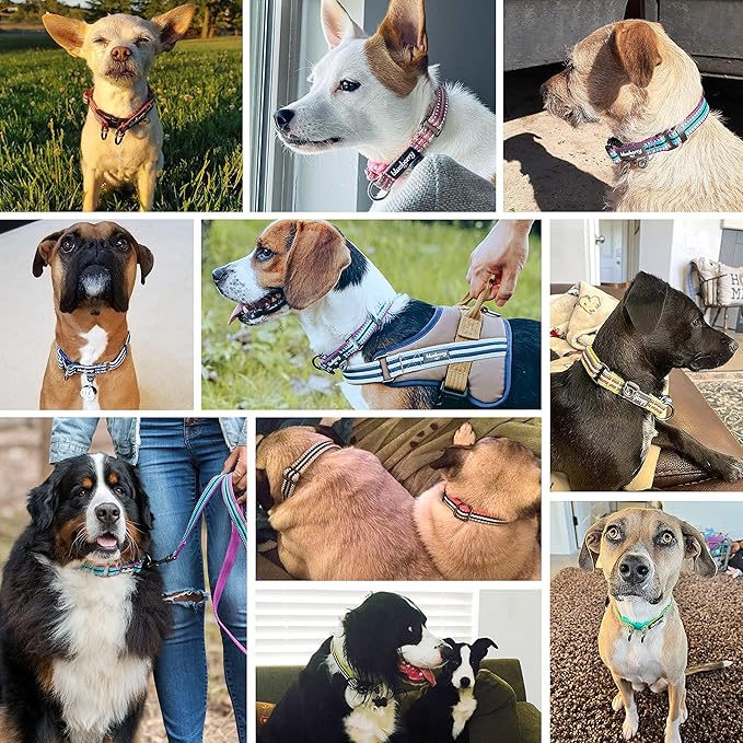 Blueberry Pet 3M Reflective Dog Collars | Adjustable Dog Collar w/Multi-Colored Stripe - Azure Blue and Raspberry Red | Nylon Pet Collars for Dogs & Refflective Dog Collar for Small Dogs