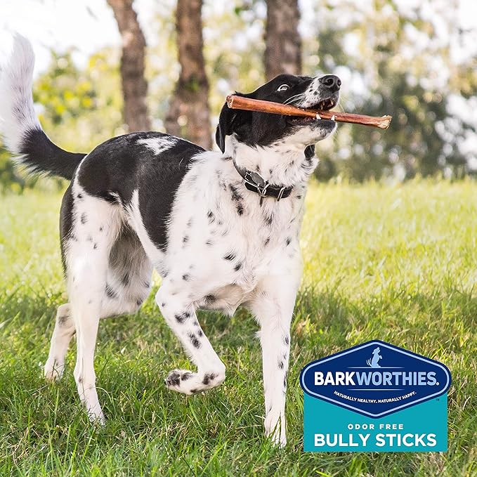 Barkworthies Odor-Free 12-inch Bully Sticks - Healthy Dog Chews - Protein-Packed, Easily digestible, All-Natural Rawhide Alternative Dog Treats - Promotes Dental Health - 3 Count (Pack of 3)